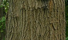 White Mulberry Morus alba Bark.jpg