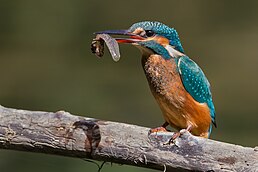 Підвид A. a. bengalensis у центральній Індії