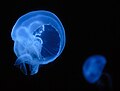 Mjesečeva meduza (Aurelia aurita) pod svjetlima plavih reflektora