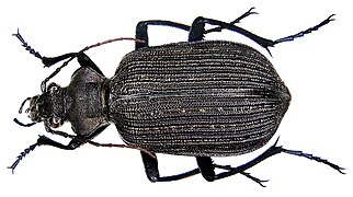 Calosoma senegalense.