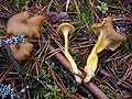 Trompetenpfifferling (Craterellus tubaeformis)