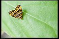 Choreutis amethystodes (Choreutinae)