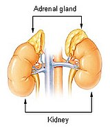 En els mamífers, les glàndules adrenals regulen les respostes a l'estrès.