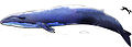 Blåhvalen er det største dyret som noensinne har levd. Her sammen med en hektordelfin, og for sammenligningens skyld: et menneske
