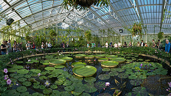Water lily house, Kew Gardens