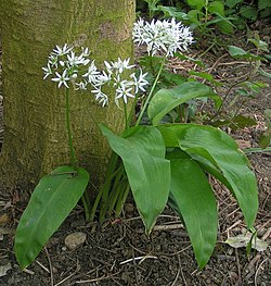 Karhunlaukka (Allium ursinum)