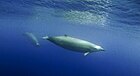 First known footage of True's beaked whale underwater