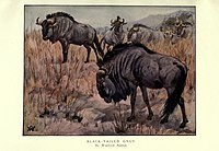 The wild beasts of the world (Plate 9) by Winifred Austen