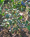 Young shrub with fruit.