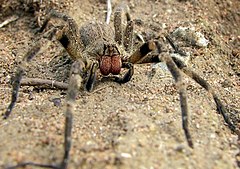 Description de l'image Wandering spider.jpg.