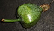 Immature fruit (about fist size)