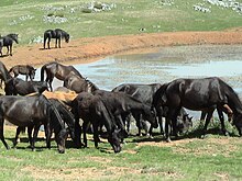 Groupe de chevaux majoritairement noirs près d'un point d'eau.