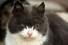 Der Kopf einer braungrauen Katze mit weißer Schnauze und weißer Halskrause. Ihr linkes Auge ist eine Prothese mit farblich an das gesunde Auge gut angepasster bräunlicher Iris. Allerdings ist die Pupille des rechten Auges im Moment des Fotos – im Gegensatz zu der des Glasauges – stark verengt, woraus ein etwas unnatürliches Aussehen resultiert.