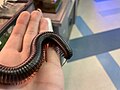 Giant African millipede