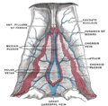 Velum interpositum.