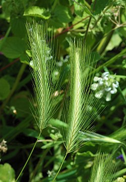 Hiirenohra (Hordeum murinum)