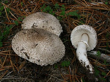 Leucoagaricus barssii