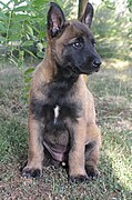 Fulvo Cane da pastore belga Malinois