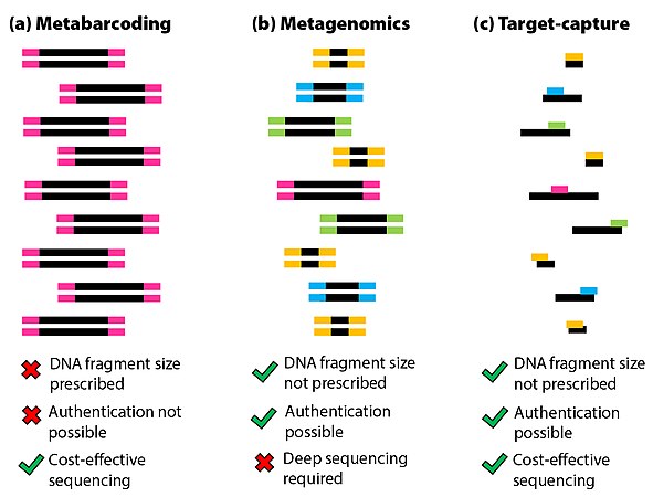 (a) Metabarcoding is the amplification and analysis of equally sized DNA fragments from a total DNA extract. (b) Metagenomics is the extraction, amplification, and analysis of all DNA fragments independent of size. (c) Target-capture describes the enrichment and analysis of specific (chosen) DNA fragments independent of size from a total DNA extract.[50]