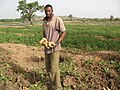 Image 22A farmer with potatoes (from Malian cuisine)
