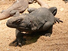 A photo of a chuckwalla