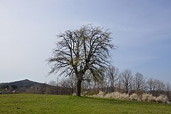 Strom v opštině města Trstenik (vesnice Gornji Dubič)