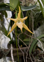 Détail d'une orchidée jaune, à six tépales en étoile