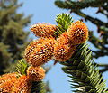 Araukariakasveille tyypillisiä suuria hedekäpyjä. Chilenaraukaria (Araucaria araucana).