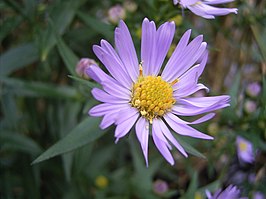 Nieuw-Nederlandse aster