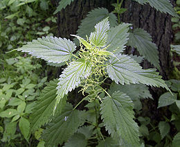 Nagy csalán (Urtica dioica)