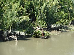 Nipa palm collection, Sarankhola
