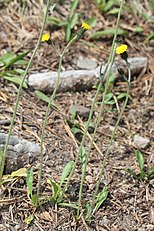 <center>Hieracium gracile</center>