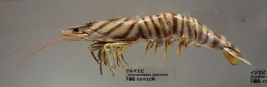 Marsupenaeus japonicus
