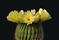 Image 7 Parodia tenuicylindrica Photo: Laitche Parodia tenuicylindrica is a small species of cactus native to the Rio Grande do Sul region of Brazil. It grows 4–8 cm (1.6–3.1 in) in height and 2–3 cm (0.8–1.2 in) in width. It has yellow and red-brown spines, white wool and yellow flowers. It produces yellow-green fruit and black seeds. More selected pictures