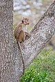 Toque macaque