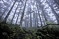 Image 20Virgin forest about 2500 m above sea level in Shennongjia Forestry District, Hubei, China (from Old-growth forest)