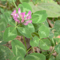 Trifolium pratense