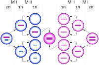 Sperm cells dividing, one ending up with an extra copy of the X chromosome, producing a zygote with an extra X