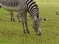 Image 3A zebra grazing at Marwell Zoological Park (from Portal:Hampshire/Selected pictures)