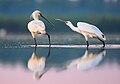 Dos espátulas comunes (Platalea leucorodia) en la parte ucraniana del delta del Danubio. Por Ryzhkov Sergey.