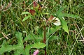 Abelmoschus manihot ssp. tetraphyllus en Goa, India.