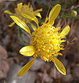 Acamptopappus shockleyi