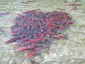 Sockeye salmon in Bristol Bay, Alaska