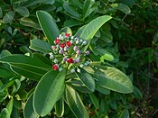 Canella winterana — типовий вид родини Canellaceae