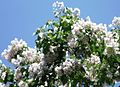 Catalpa fargesii