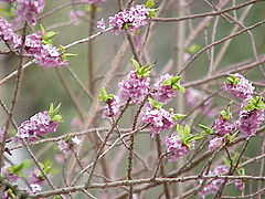 Daphne mezereum – deciduous