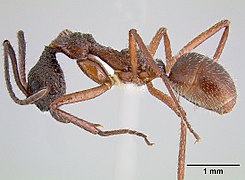 Dolichoderus attelaboides.