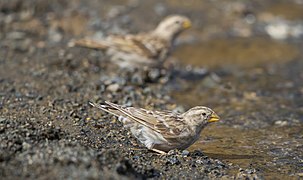 Vrabie de stâncă (Petronia petronia)