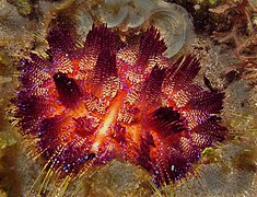 Fire urchin (Asthenosoma varium).