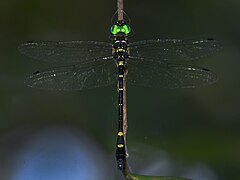 Macromia flavocolorata (Macromiidae)